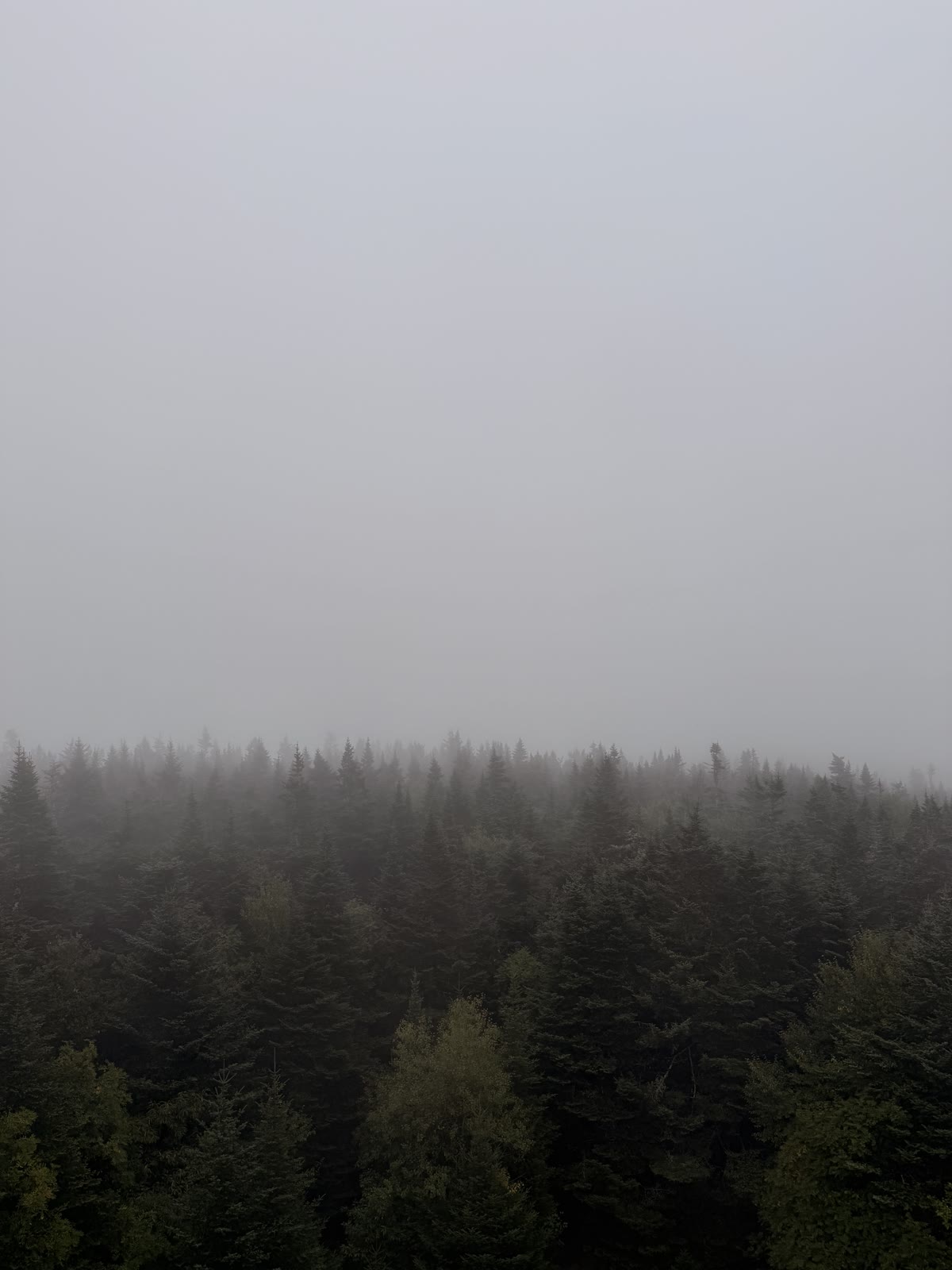 Fog sitting on the balsam canopy from the fire tower