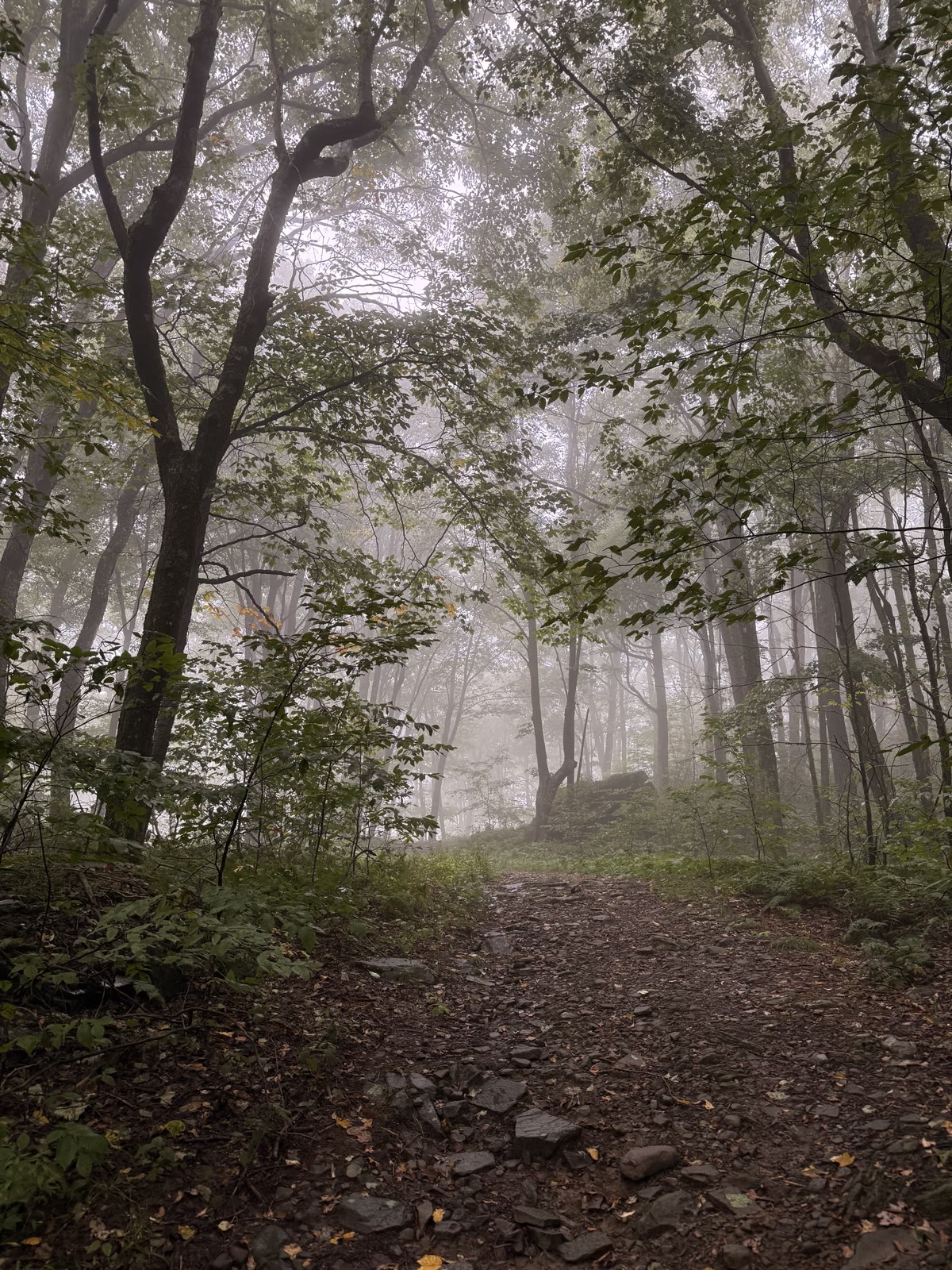 Misty uphill trail under a green canopy