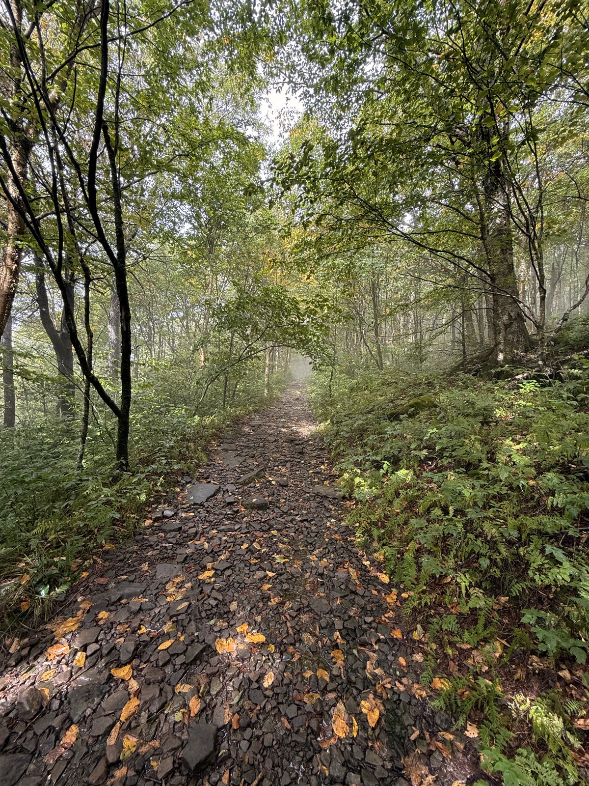 Rocky trail through mixed forest, wet stones and fallen leaves in the fog